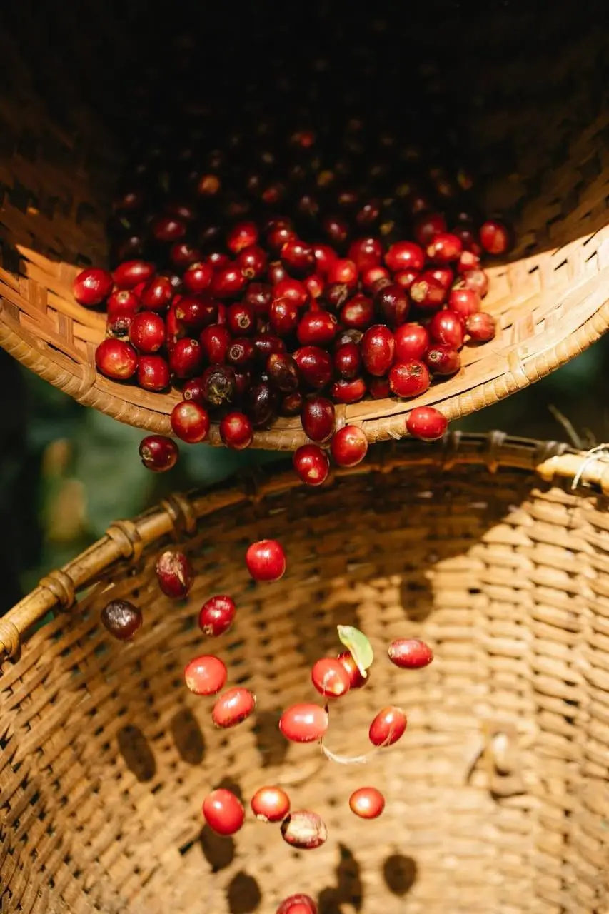 Ethiopian Limu